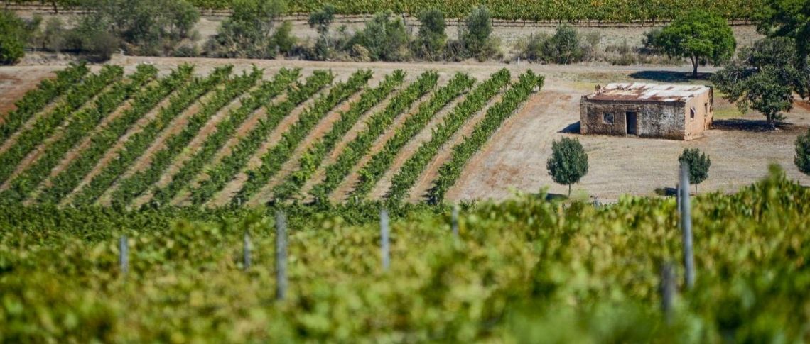 Clare Valley Estate Grown Vineyards